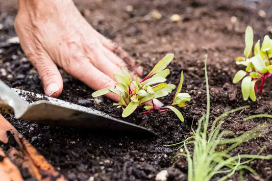 Optimising Your October Planter Boxes In Spring in NZ