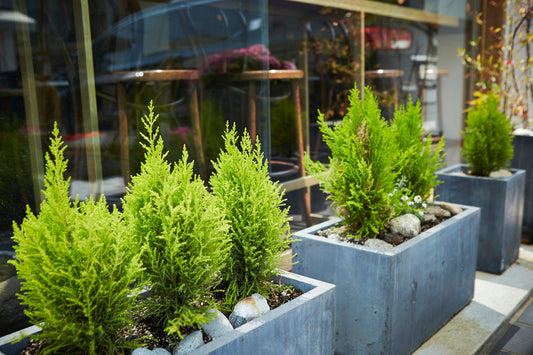 HOW TO PLANT IN TALL PLANTERS