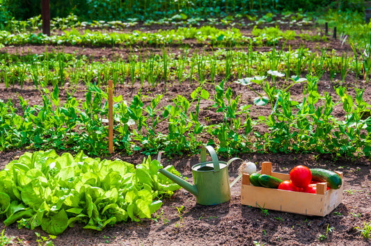 Can I Grow Cucumbers in Kitset Raised Garden Beds?
