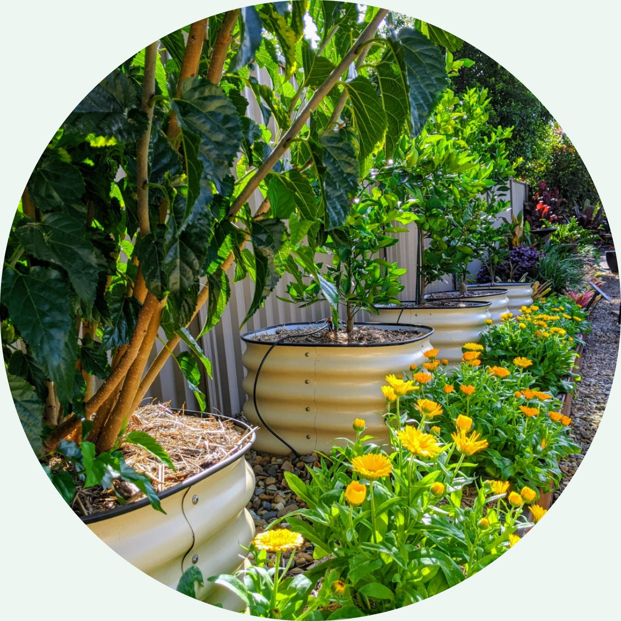 round raised garden bed in a garden