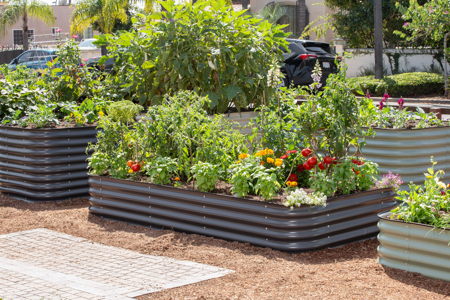 raised garden beds with plants