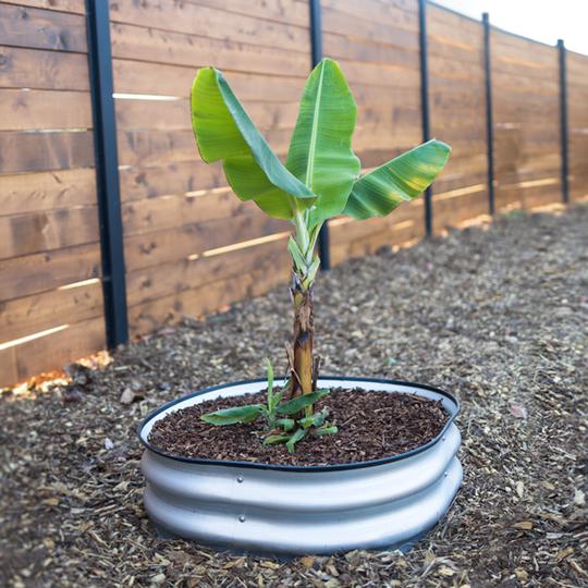 Tree Surround Banana