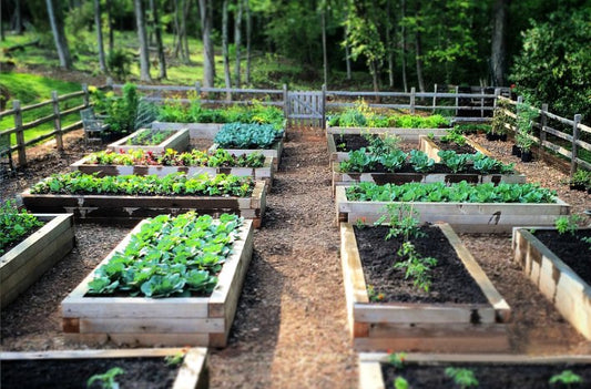 Making Raised Vege Gardens Super Food Producers!