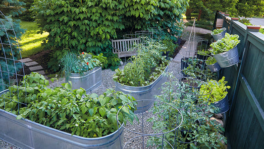 What Kind Of Veges Can You Grow In A Birdies Raised Garden bed