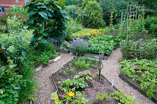 What To Plant In A Raised Vegetable Garden In August!