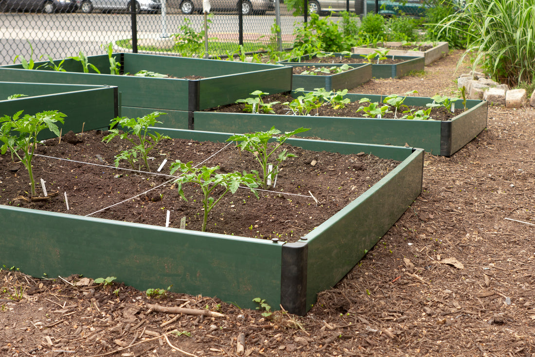 Starting A School Vegetable Garden: A 7-Step Guide Using rectangle planter boxes In NZ
