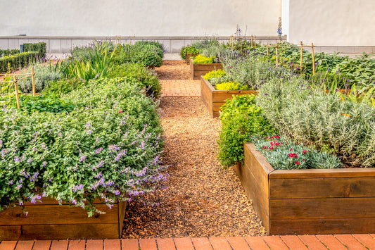 The Benefits of Raised Garden Boxes