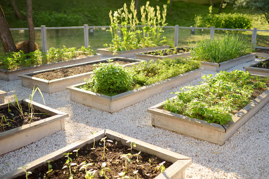Raised Garden Beds vs Pots: Which is Better?