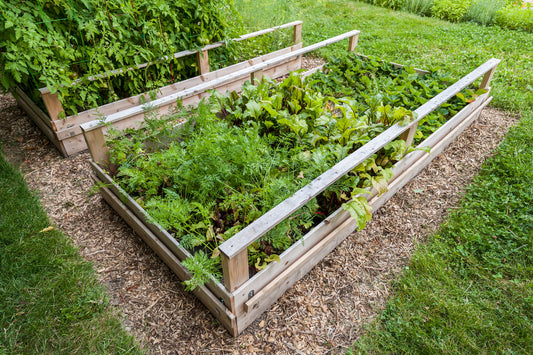 A Guide to the Best Seasonal Vegetables for Plant Boxes