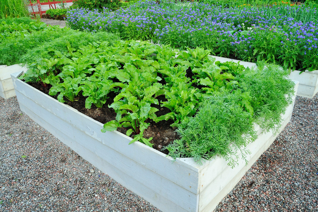 A Step-by-Step Guide to Building Garden Boxes