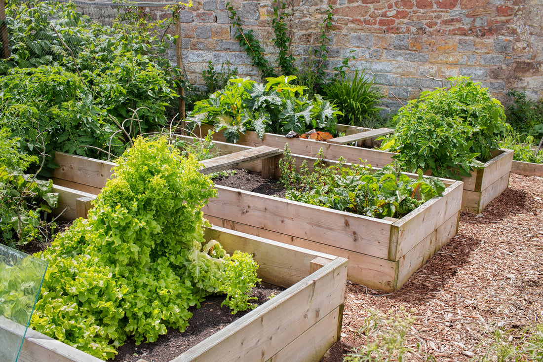 3 Ways to Protect Your Garden Beds From Pests