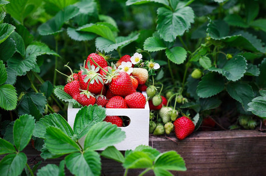 Planting Strawberries Successfully In Birdies Raised Garden Beds